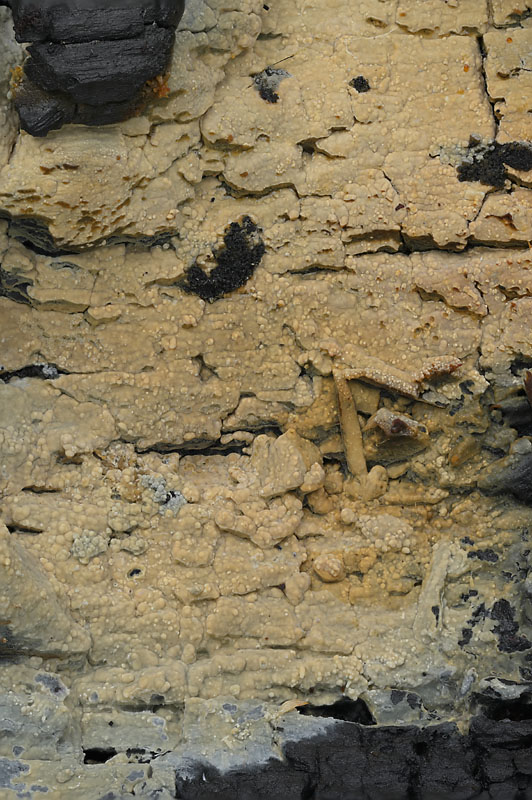 Gloeocystidiellum porosum